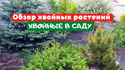 Обязательно посадите: 6 необычных хвойных растений, которые зимуют в  средней полосе | Естественный сад, План благоустройства, Идеи посадки  растений