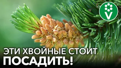 Подготовка хвойных к зимовке