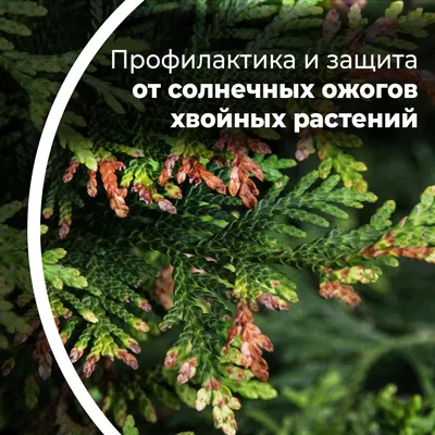 Болезни и вредители хвойных растений - как определить и чем лечить ~  Питомник декоративных растений Митрохиных