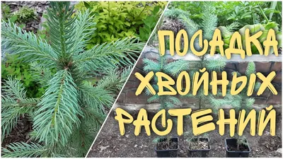 Хвойные растения - Декоративные деревья и кустарники - GreenInfo.ru