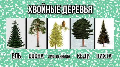 О жизни хвойных деревьев🌲 | ДЕТСКОЕ ВРЕМЯ✓ | Дзен