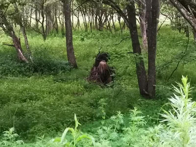 Кикимора | Кижская галерея: фото и видео — виды острова, люди, события |  Музей-заповедник «Кижи»