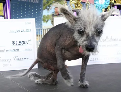 Китайская хохлатая собака (Canis lupus familiaris 'Chinese Crested') - Rock  Identifier