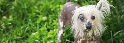 Пропала китайская хохлатая собака на Ул. Кондратюка, вознаграждение! |  Pet911.ru