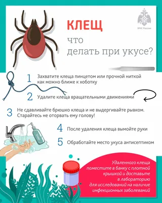 Их обитает в Крыму около 60 видов. Каких клещей следует бояться в регионе?  | ОБЩЕСТВО: События | ОБЩЕСТВО | АиФ Крым