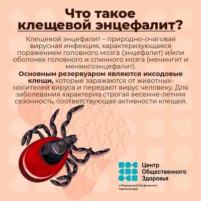 В Карагандинской области начался сезон активности клещей - Индустриальная  Караганда