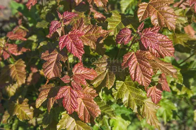 Купить Клен остролистный Глобозум Acer platanoides Globosum - в питомнике  Флорини