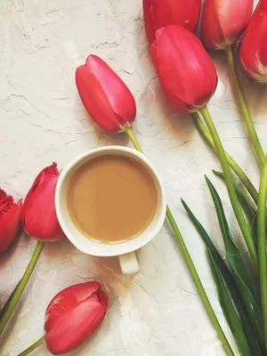 Кофе и тюльпаны стоковое изображение. изображение насчитывающей ткань -  212731591