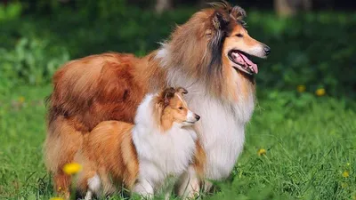 Шотландская Овчарка Колли - Одна из самых добрых и умных пород собак в  мире. - YouTube