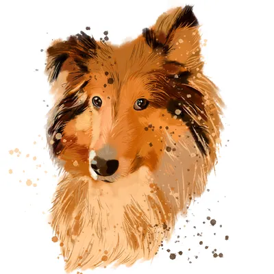 Бордер колли собака: фото, характер, описание породы