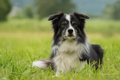 Колли собака: фото, характер, описание породы