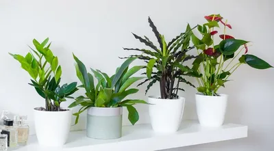 Биофилия: 8 необычных комнатных растений