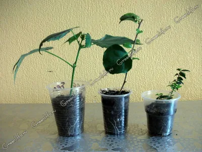Комнатные растения приносящие богатство – денежные деревья - Блог The Plant