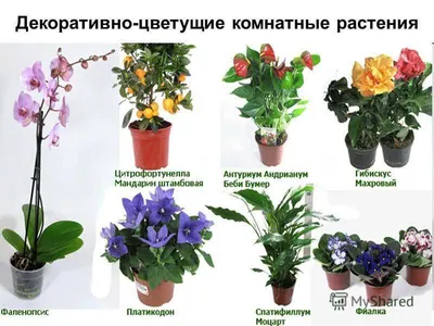 Виды цветущих комнатных растений | Блог Чайная роза