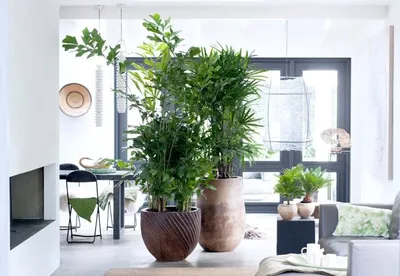 Подкормка комнатных растений в домашних условиях - Agro-Market24