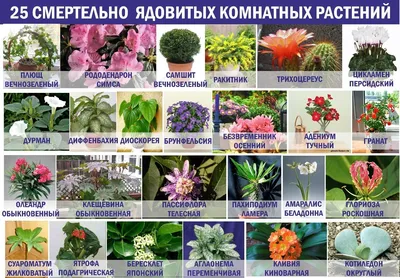 Популярные комнатные растения | Блог DonPion