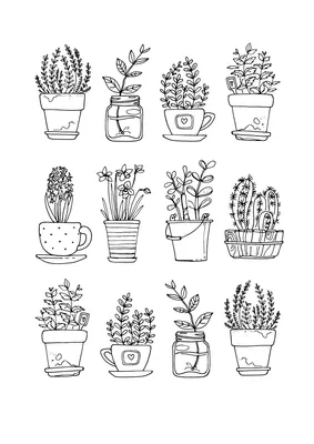 3 вида комнатных растений, которые вы легко вырастите из семян в домашних  условиях - посадка, уход, фото, как вырастить и собрать урожай - «Блог  Флориум.юа» 2024