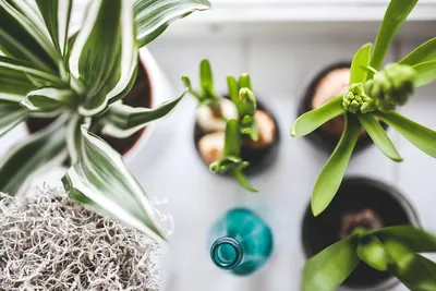 8 самых красивых комнатных растений для вашей квартиры (и декора не нужно)  | ivd.ru