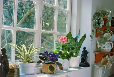 Цветы посреди зимы! 5 лучших зимнецветущих комнатных растений: Идеи и  вдохновение в журнале Ярмарки Мастеров