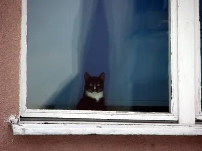 Черный кот обои - 63 фото