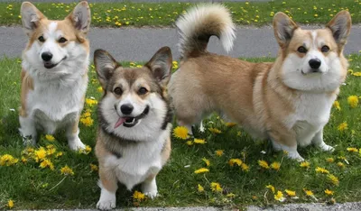 Они считают себя полноценными собаками»: характер и особенности корги —  «Вечерний Владивосток»