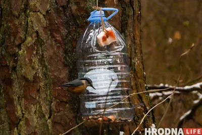 В Центре защиты леса Коми рассказали, как правильно сделать кормушку для  птиц | Комиинформ