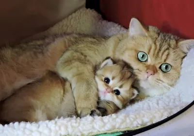 Мама кошка целует котенка. Кошка обнимает котенка и прижимает морду котенка  к своей. Кошка крепко держит ребенка котенка. Кошка серая, пушистая. Котенок  маленький, белый с рыжим. Семья кошек. Stock Photo | Adobe