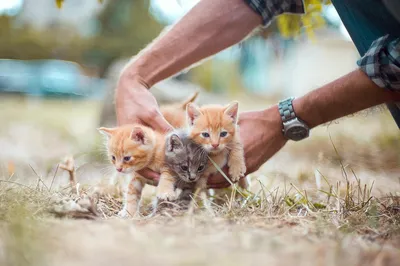 Смешной маленький котенок и строгая мама кошка. Котенок учится мыть лапы.  Видно подушечки на пятках и когти. Котенок белый с рыжим. Мама кошка  большая, серая. У кошки зеленые глаза. Фон - темная