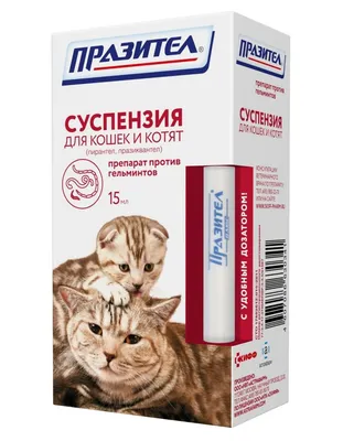 Как растут котята по дням, рост котенка по месяцам