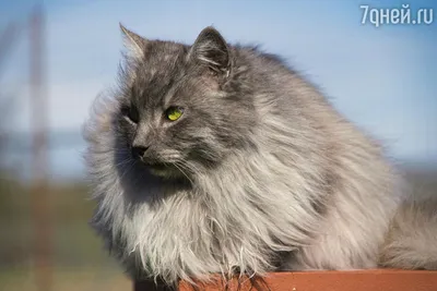 Кошка Мика стала приемной мамой для новорожденных котят, которые едва не  замерзли в мусорном баке - KP.RU