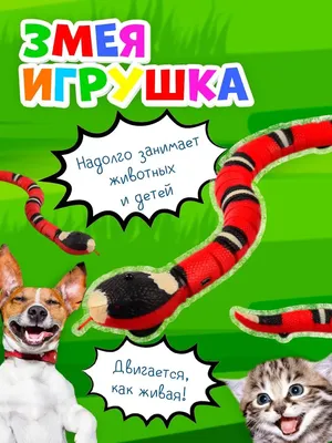 Как выбрать кошку или кота: кого лучше завести, как определиться