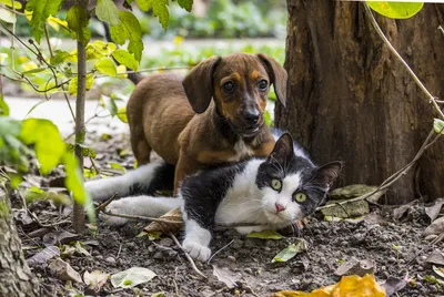Кошки против собак - где смотреть онлайн