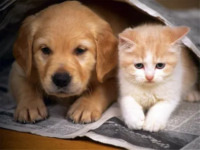 Кадры из фильма: Кошки против собак: Месть Китти Галор