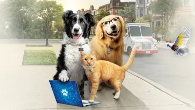 Кошки против собак: каких животных предпочитают в разных странах?