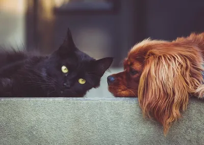 BB.lv: Кошки против собак: кого предпочитают пользователи соцсетеи