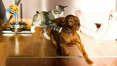 Фотография Кошки против собак Фильмы