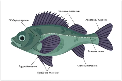 Костные рыбы - описание, типы, признаки и классификация