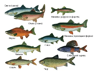 7. Костные рыбы