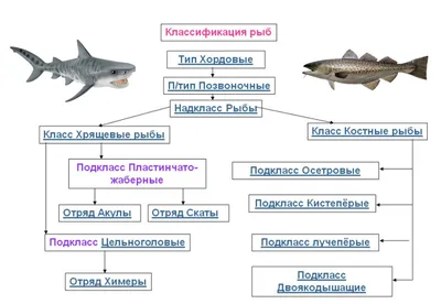 Ароморфозы рыб