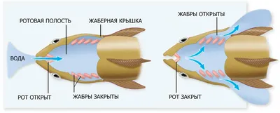 Интересные факты о костных рыбах | ЗооБлог