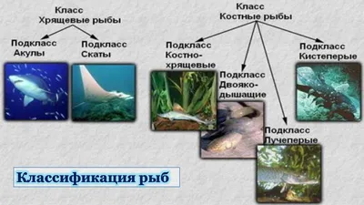 Зубы костных рыб Protosphyraena и Ichthyodectiformes - Малый Пролом, Шацкий  район Рязанской области.