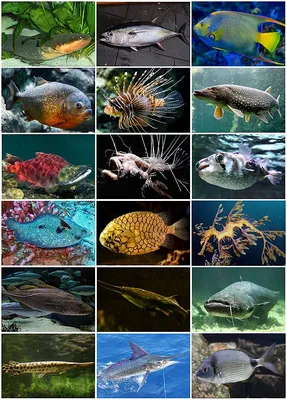 Уникальная биология аквариумных рыб: плавательный пузырь и жабры |  Лабиринтовые и двоякодышашие рыбы
