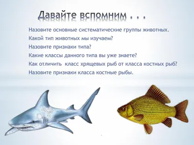 Презентация по биологии на тему \"Сравнительная характеристика хрящевых и костных  рыб\". 8-й класс