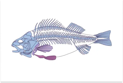 Презентация по биологии на тему \"Сравнительная характеристика хрящевых и костных  рыб\". 8-й класс