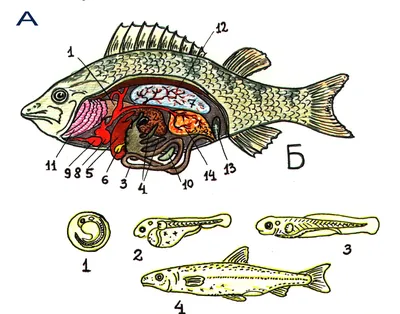 Рыбы биология - строение, надкласс и классы