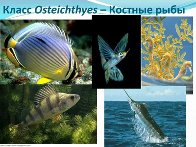 Отличия костных и хрящевых рыб | Биология ЕГЭ 2024 | «ЗНАНИЕ» | ВКонтакте