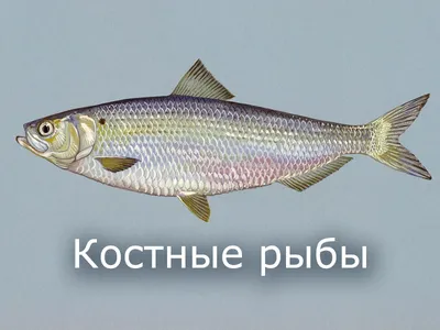 Пикабу - Обыкновенная луна-рыба, или рыба-солнце, или рыба-голова — вид  рода лун-рыбы одноимённого семейства. Это самые тяжёлые из современных костных  рыб. Достигают в длину трёх метров. Пост целиком на сайте Пикабу. Ссылка