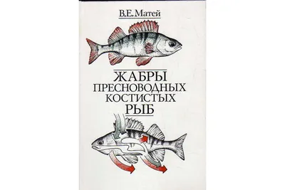Костные рыбы — описание, типы, признаки и классификация | Природа Мира |  Дзен
