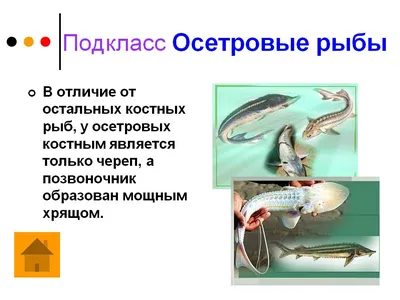 Книга Жабры пресноводных костистых рыб (Матей В.Е.) 1996 г. Артикул:  11179960 купить