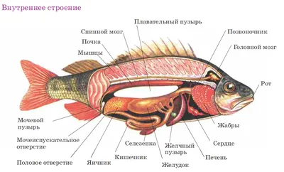 Луна-рыба – самая крупная из костистых рыб